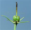  Fruit (Young) with persistent calyx
